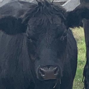 Meet your Posher, Ruby